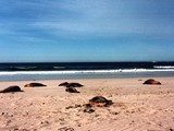 Seal Beach on Kangeroo Island, south Australia