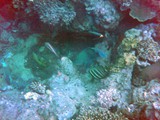 Poor scuba photo from diving the Great Barrier Reef at Cairns, northeast Australia