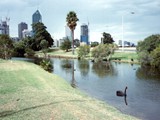 The black swans of Perth, Western Australia. Most isolated city in the world