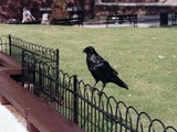 A raven of the Tower of London