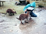 Tasmanian wallabys