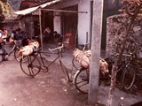 Piggies going to market, Guilin