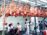 Bird market in Penang, Malaysia