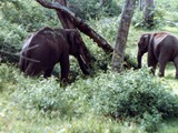 Elephants, just before they chased me